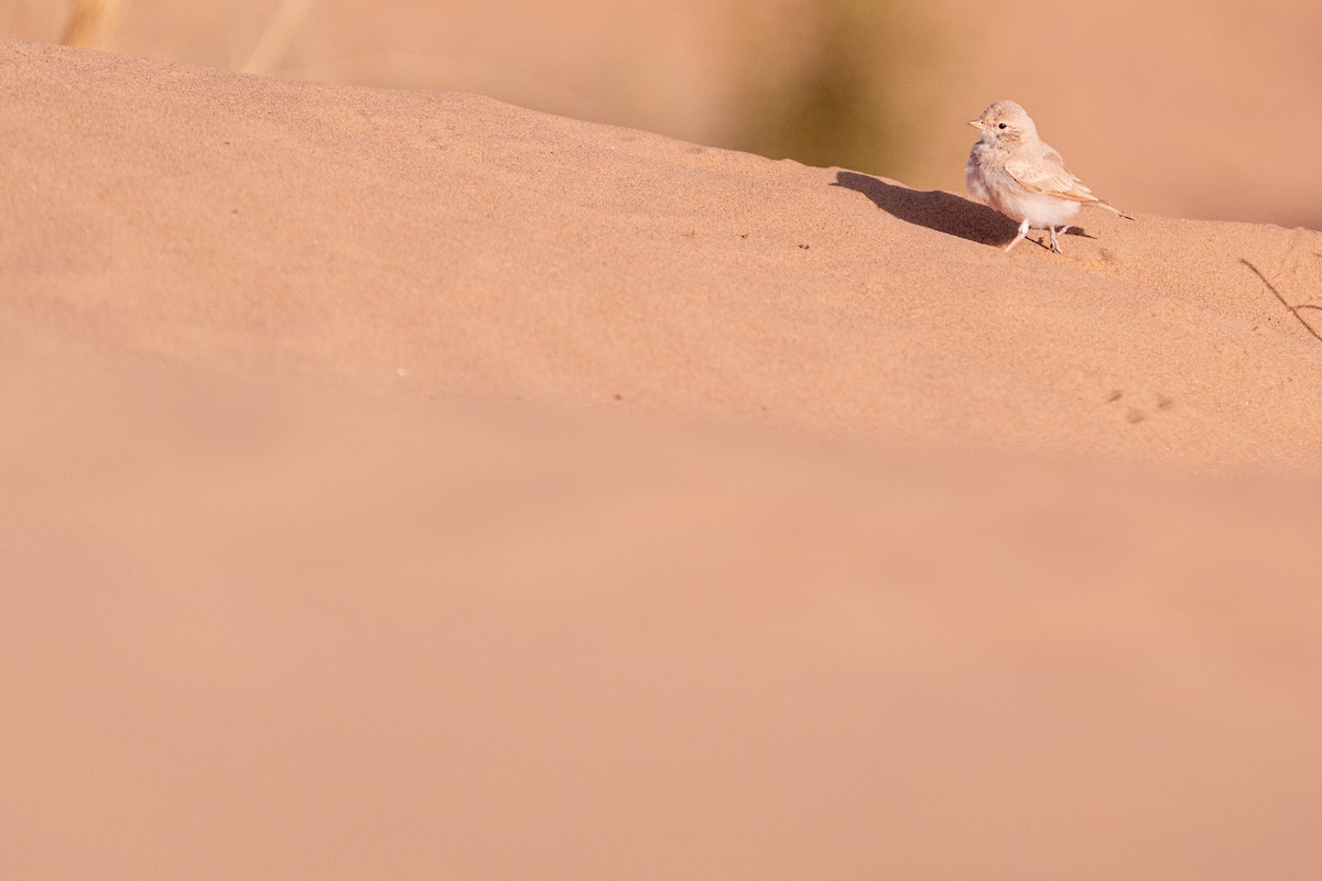 skřivan pruhoocasý - ML631461346