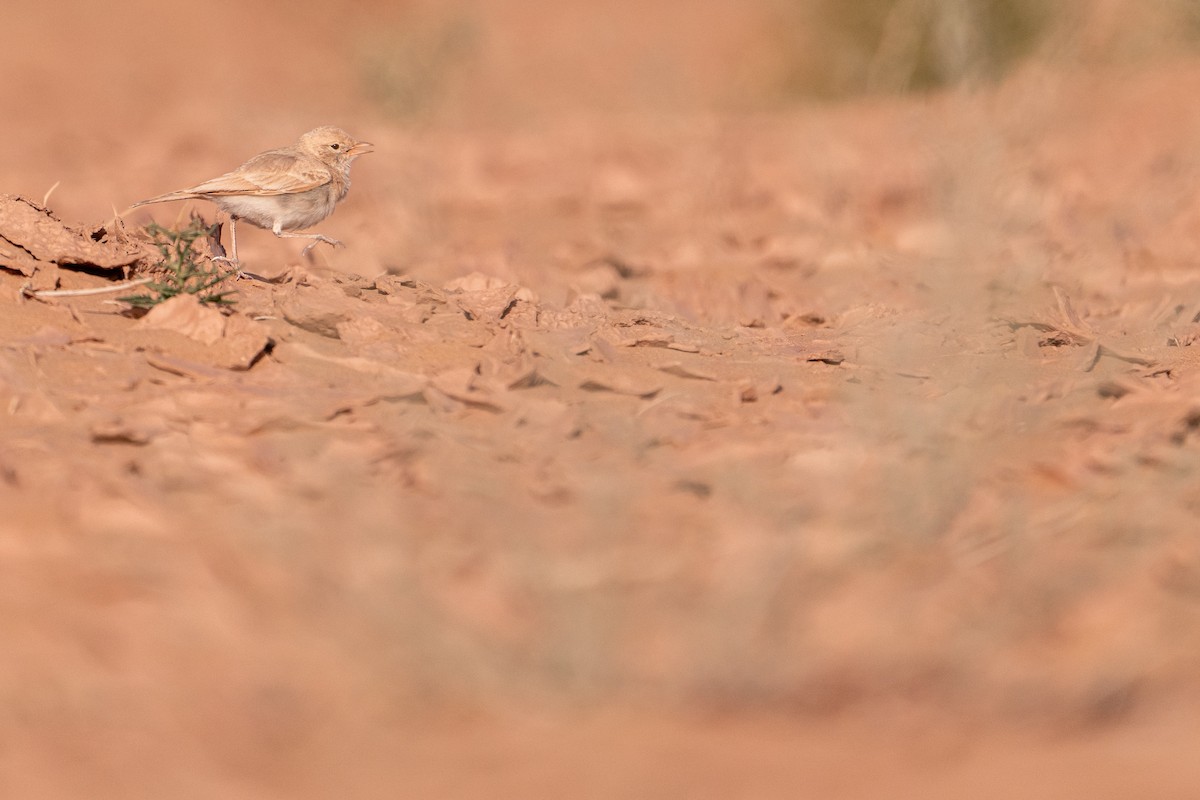 skřivan pruhoocasý - ML631461351