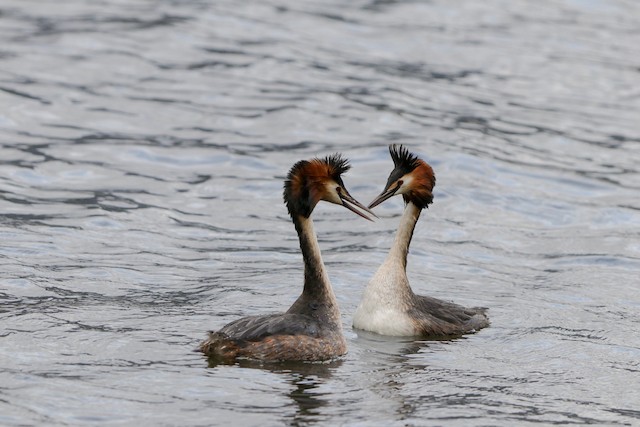 EBP & SEELists: every bird counts (double) in SE Europe and eBird ...