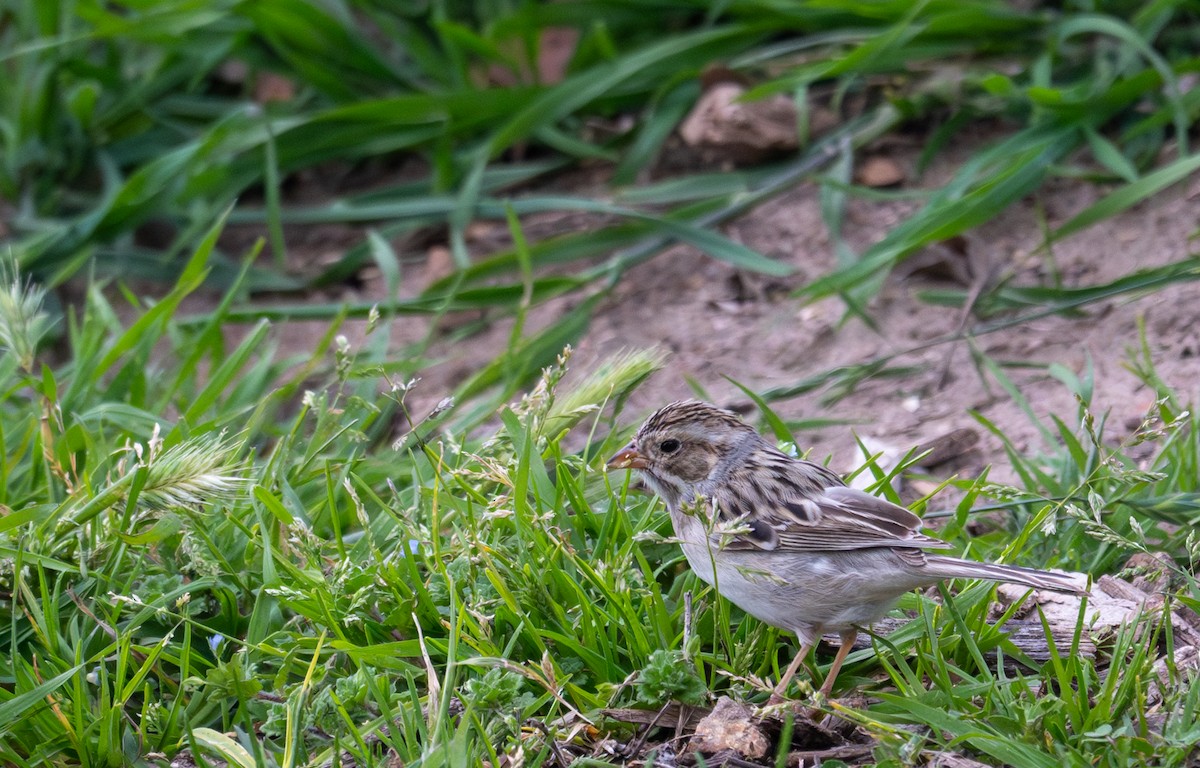 Clay-colored Sparrow - ML631461454