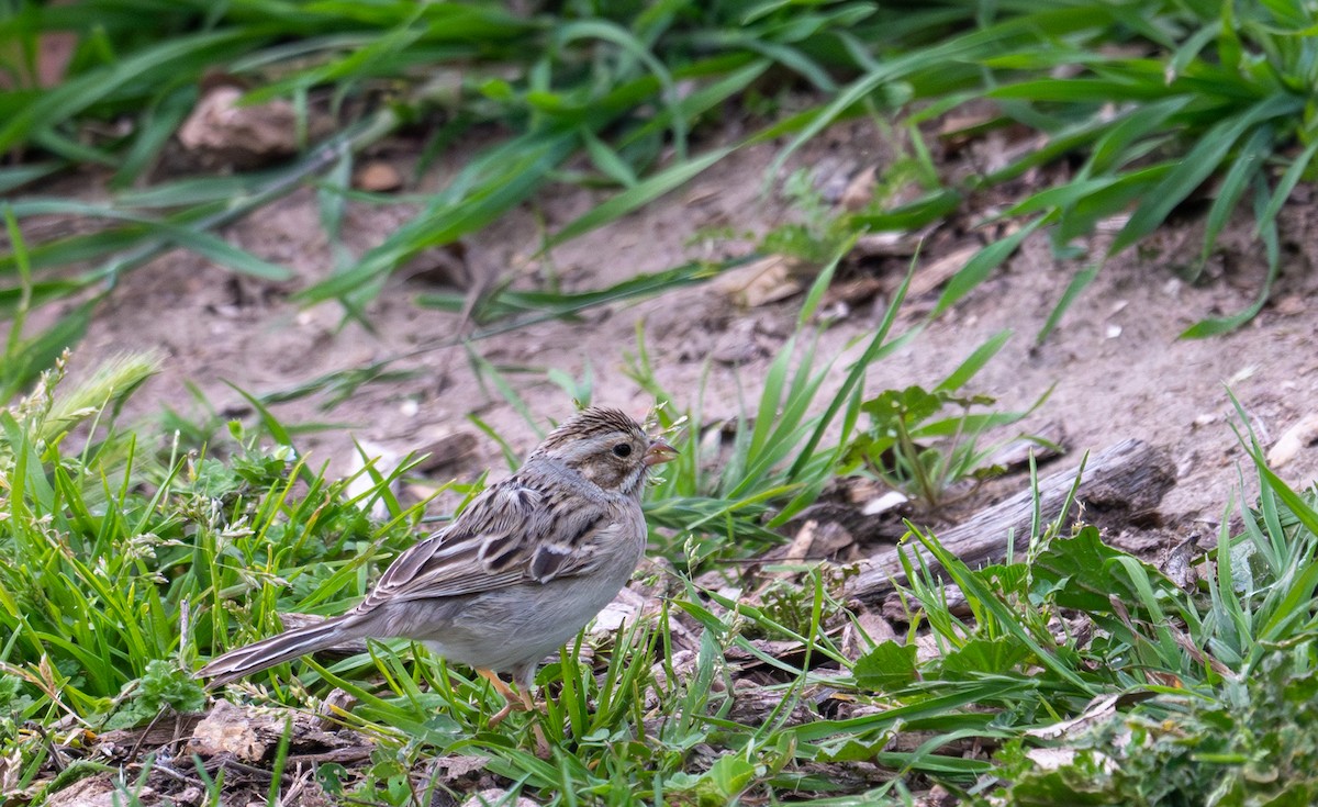Clay-colored Sparrow - ML631461455