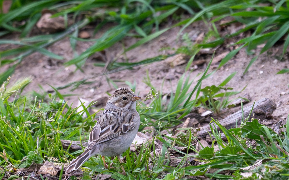 Clay-colored Sparrow - ML631461481