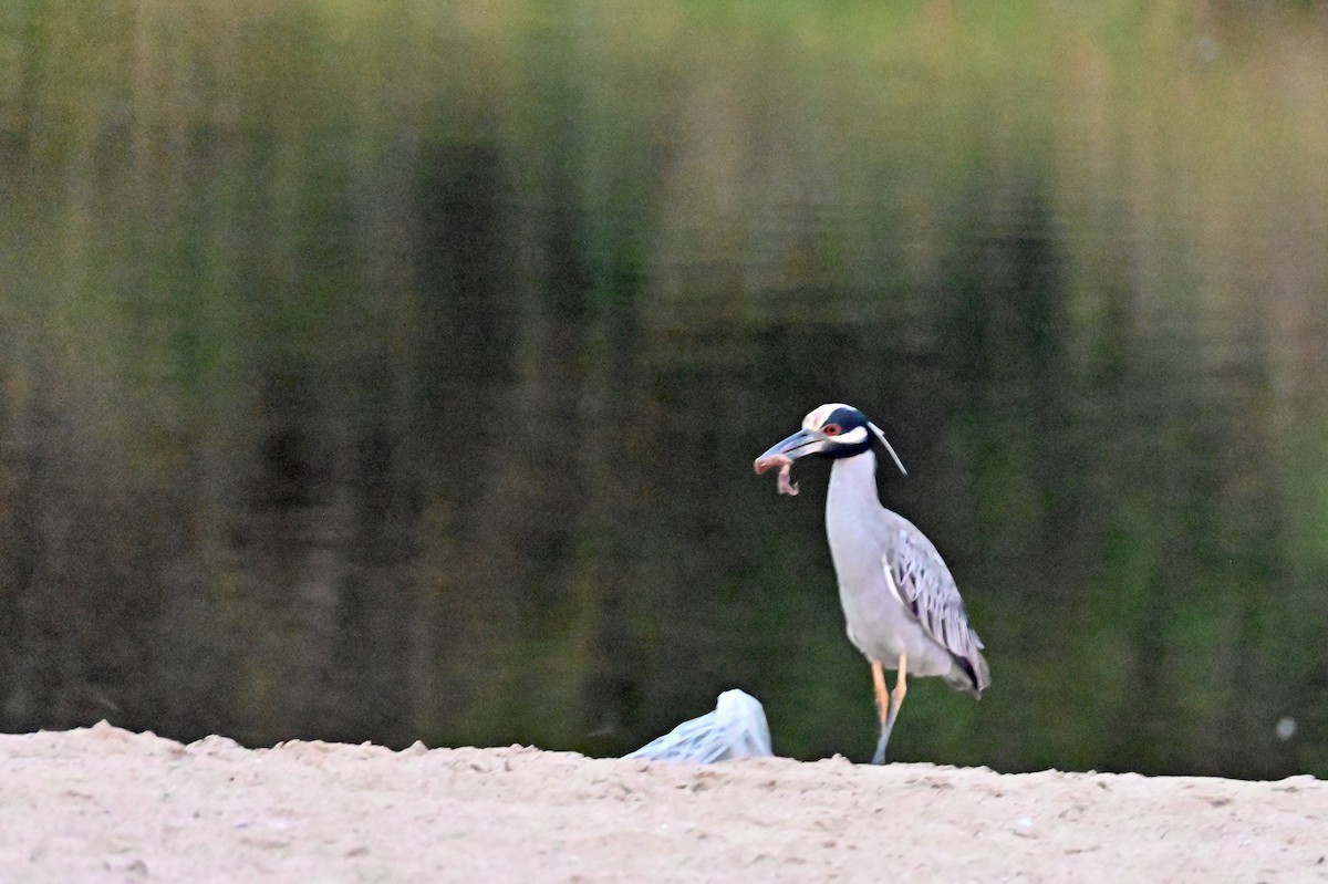 Yellow-crowned Night Heron - ML631461651