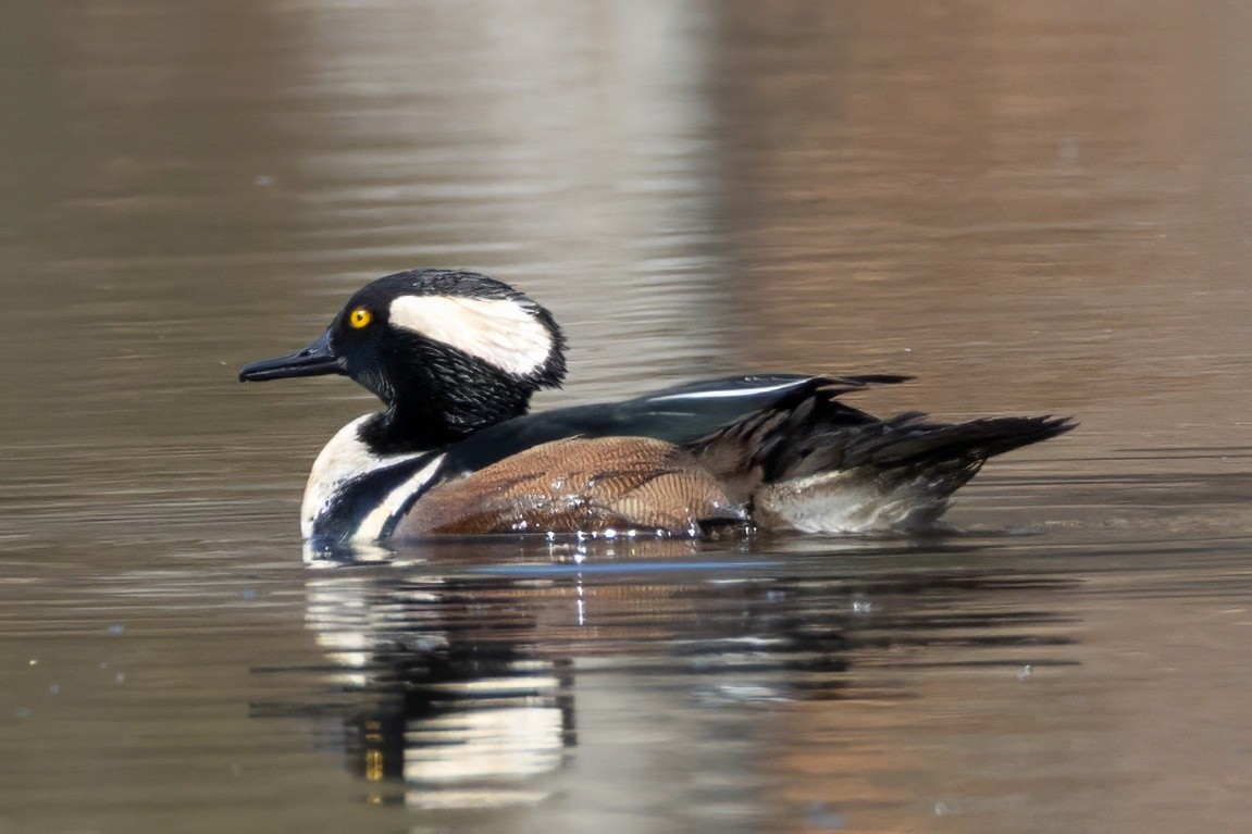 Hooded Merganser - ML631461870