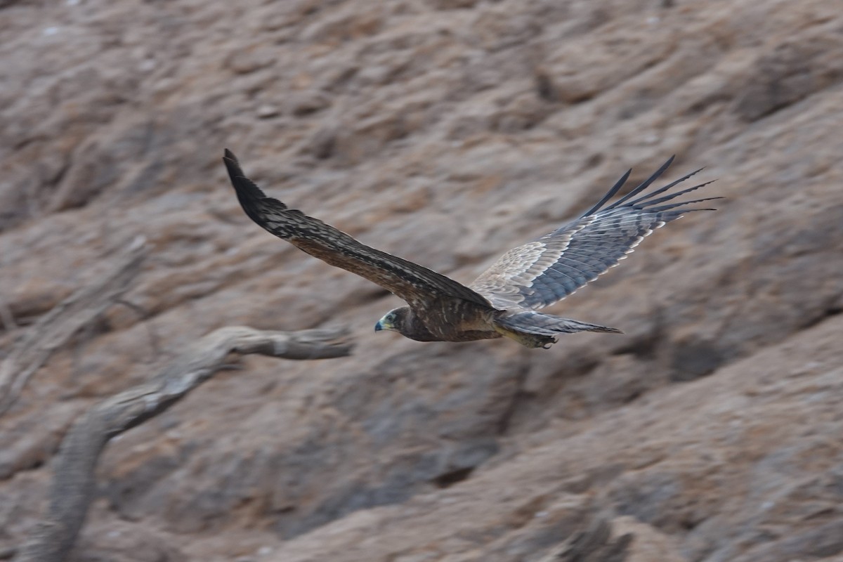 African Harrier-Hawk - ML631461961