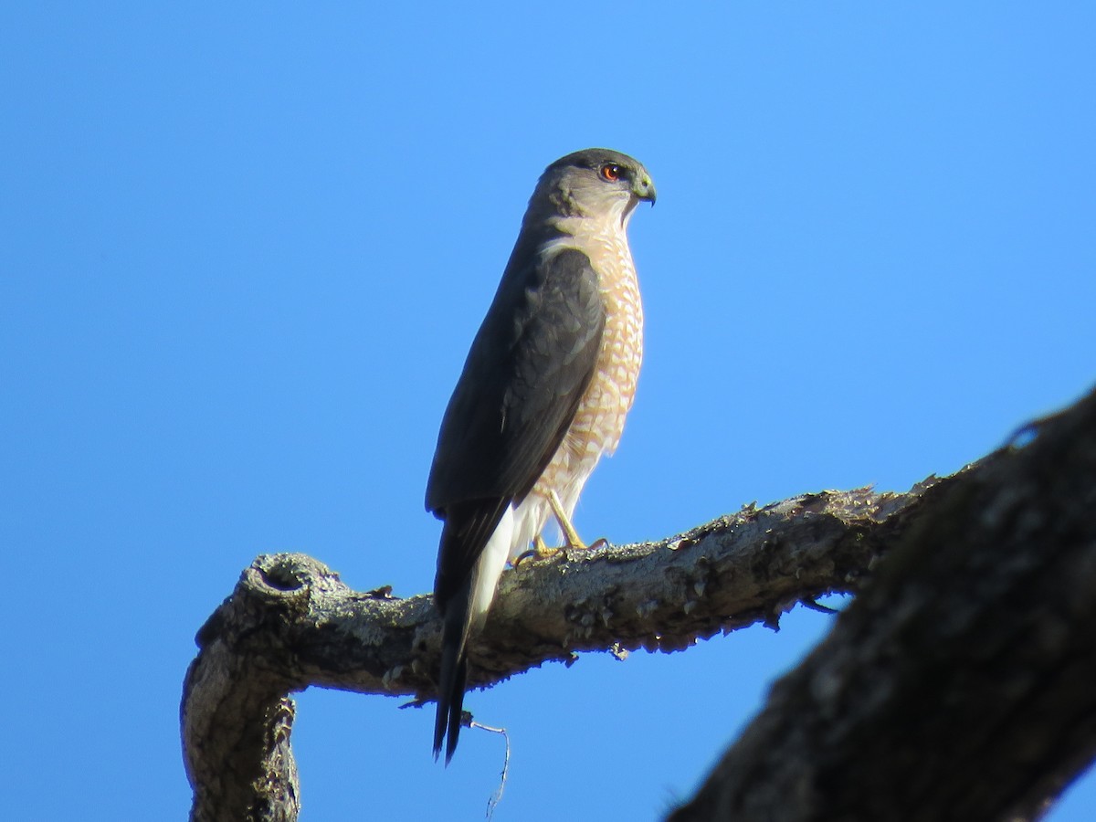 Cooper's Hawk - ML631462030