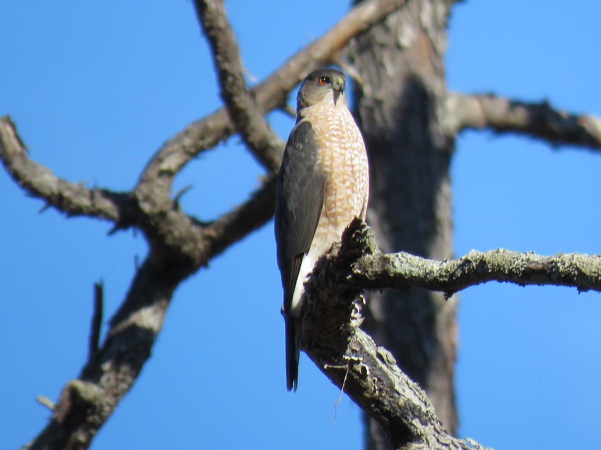 Cooper's Hawk - ML631462031