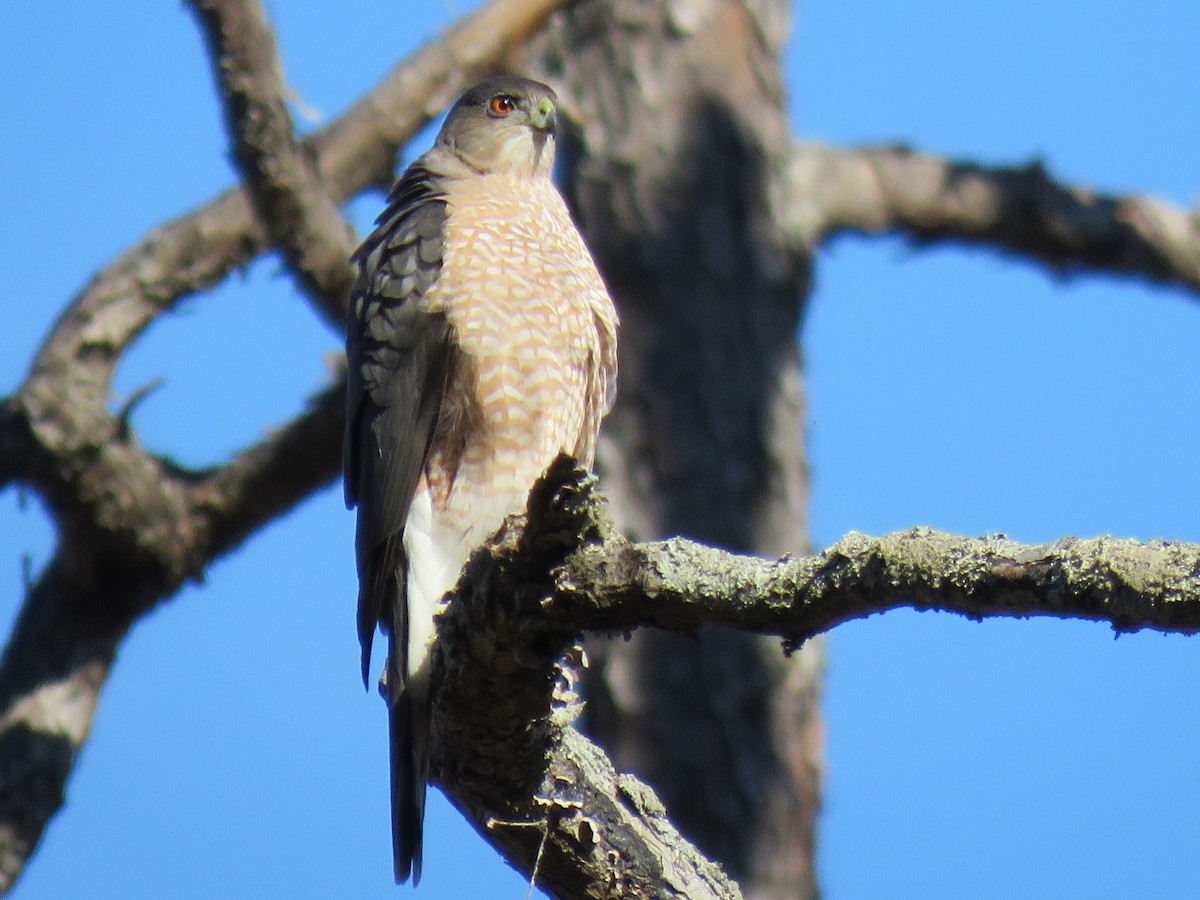 Cooper's Hawk - ML631462032