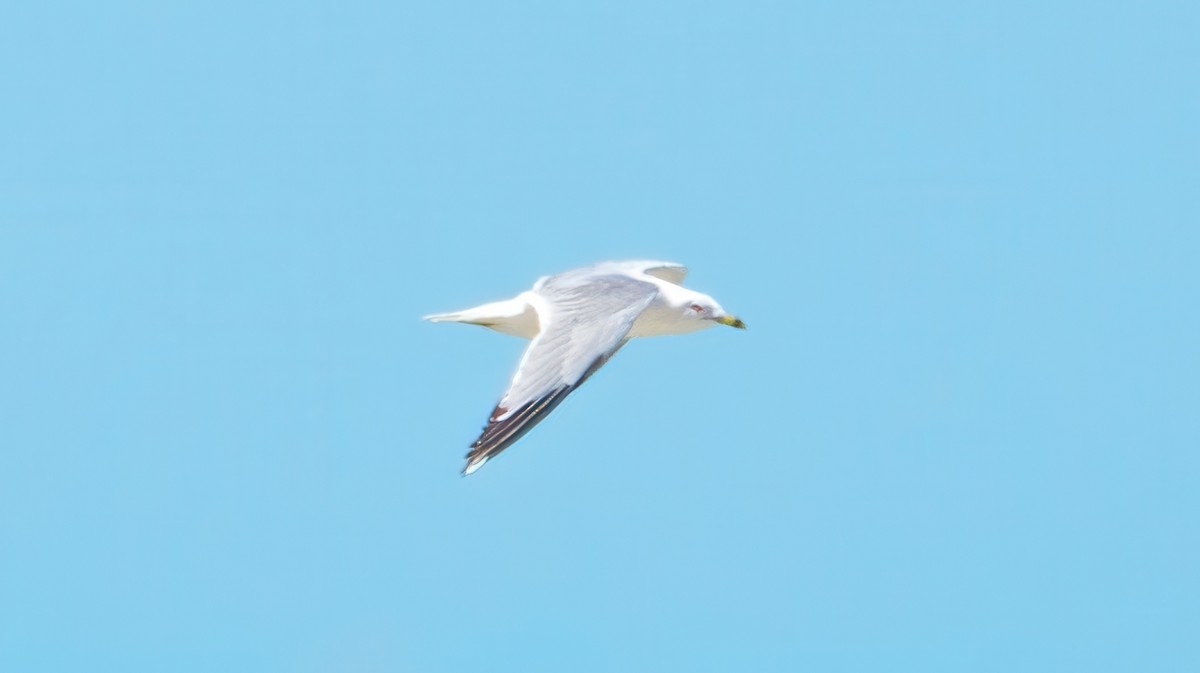 Ring-billed Gull - ML631462190