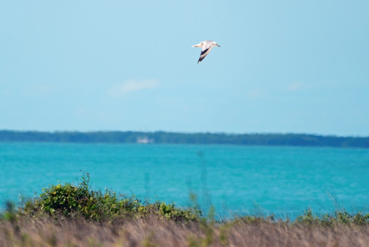 Ring-billed Gull - ML631462191