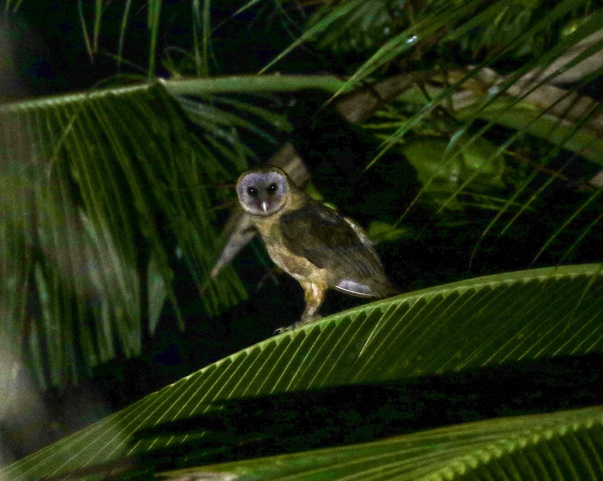 Ashy-faced Owl - ML631462248