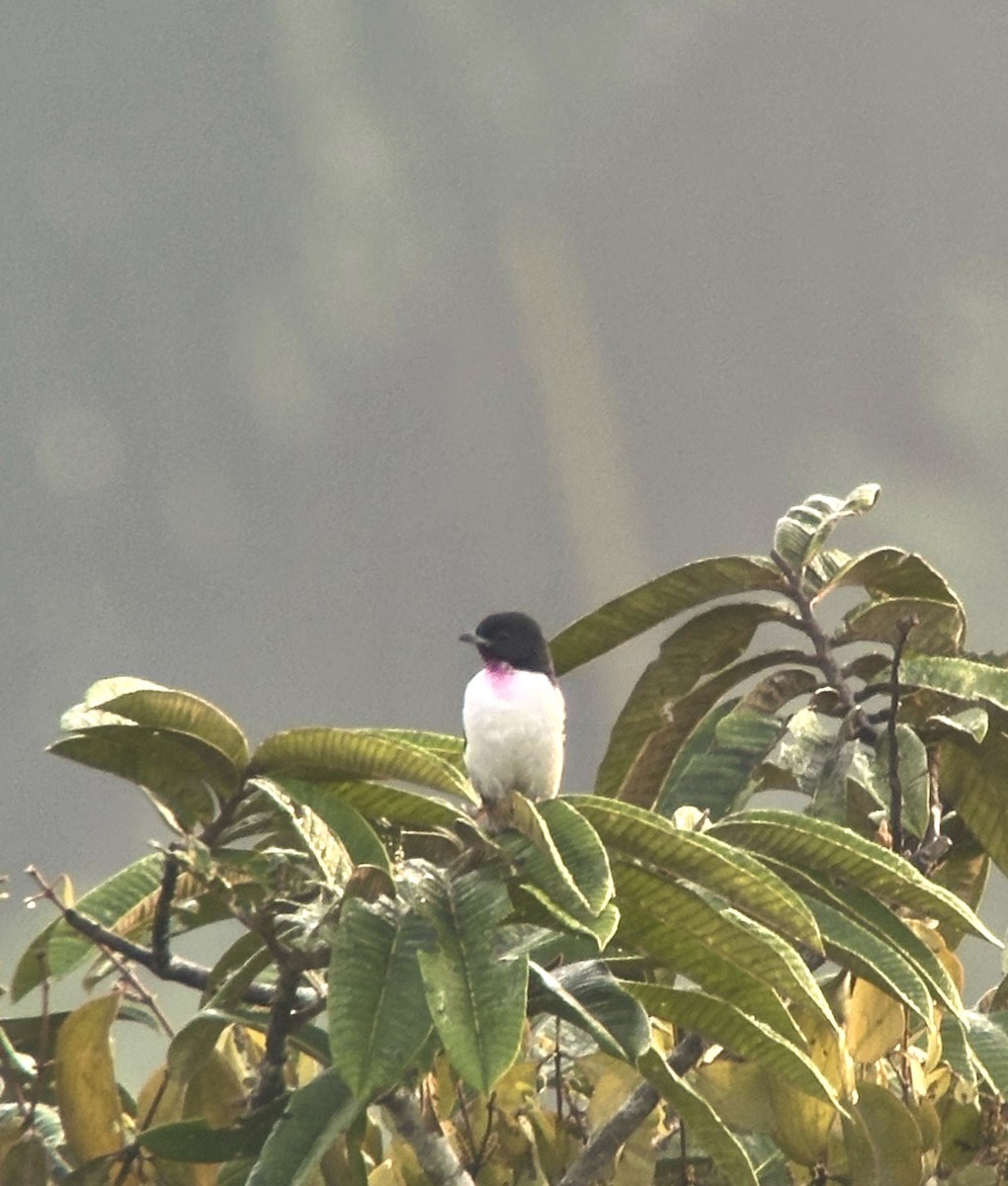 Purple-throated Cotinga - ML631462330