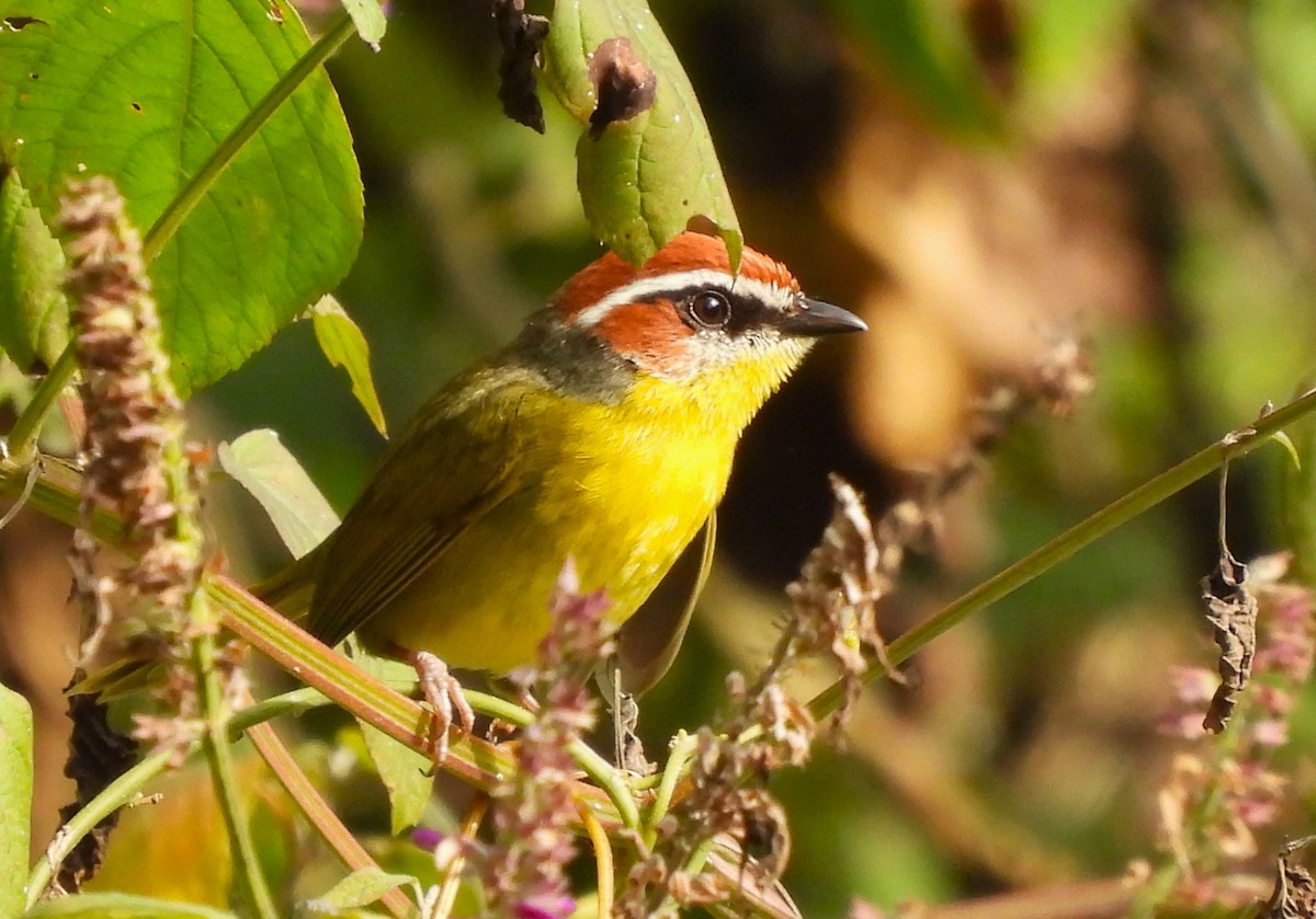 Rufous-capped Warbler (salvini) - ML631462392