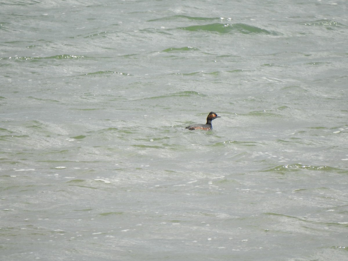 Eared Grebe - ML631462395