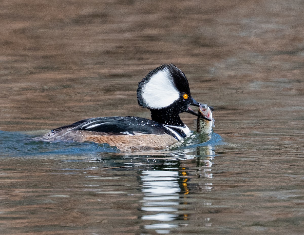 Hooded Merganser - ML631462641
