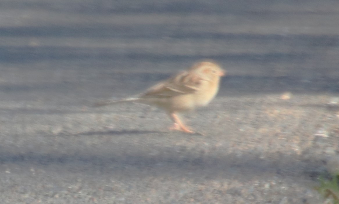 Field Sparrow - ML631462760