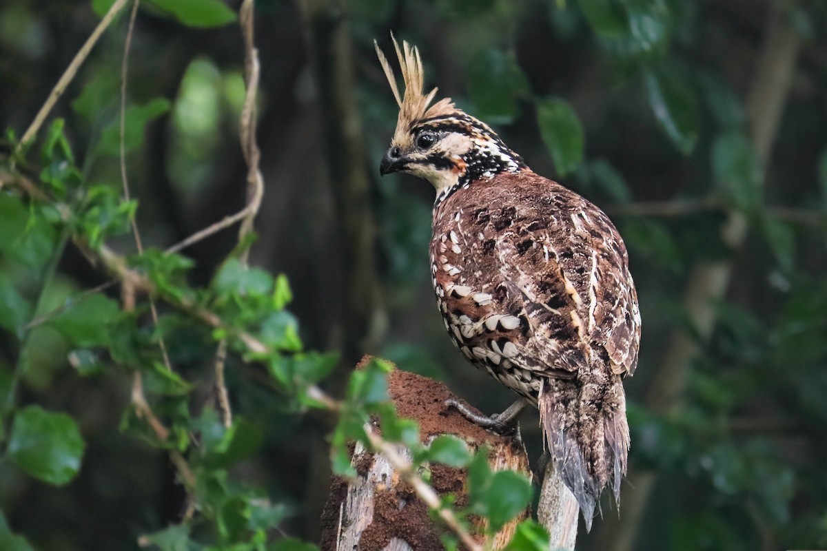 Crested Bobwhite - ML631462885