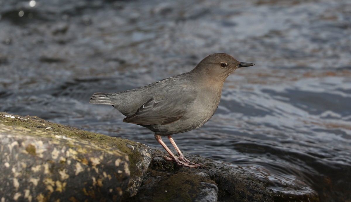 American Dipper - ML631462925