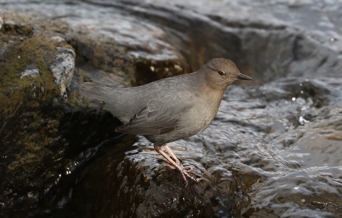American Dipper - ML631462928