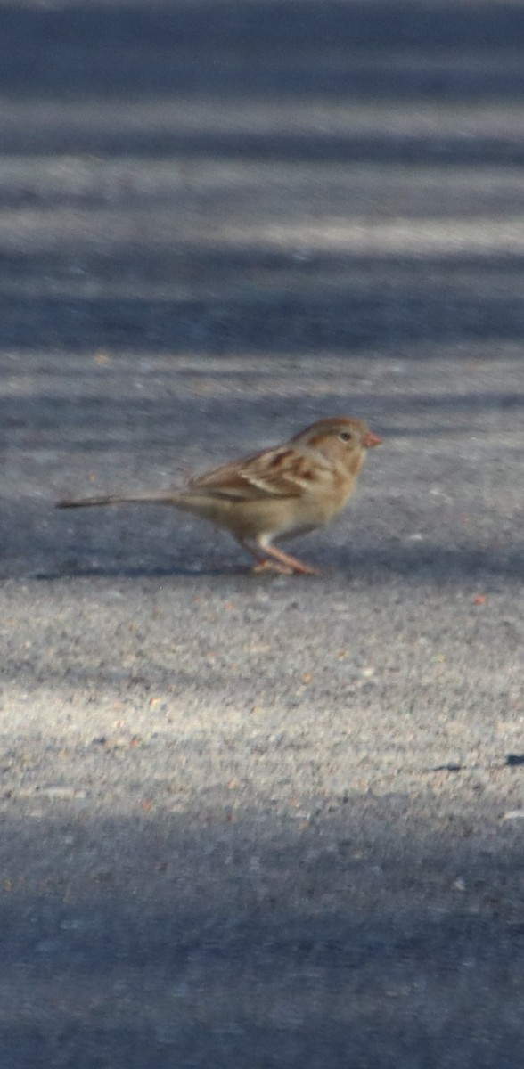 Field Sparrow - ML631463058