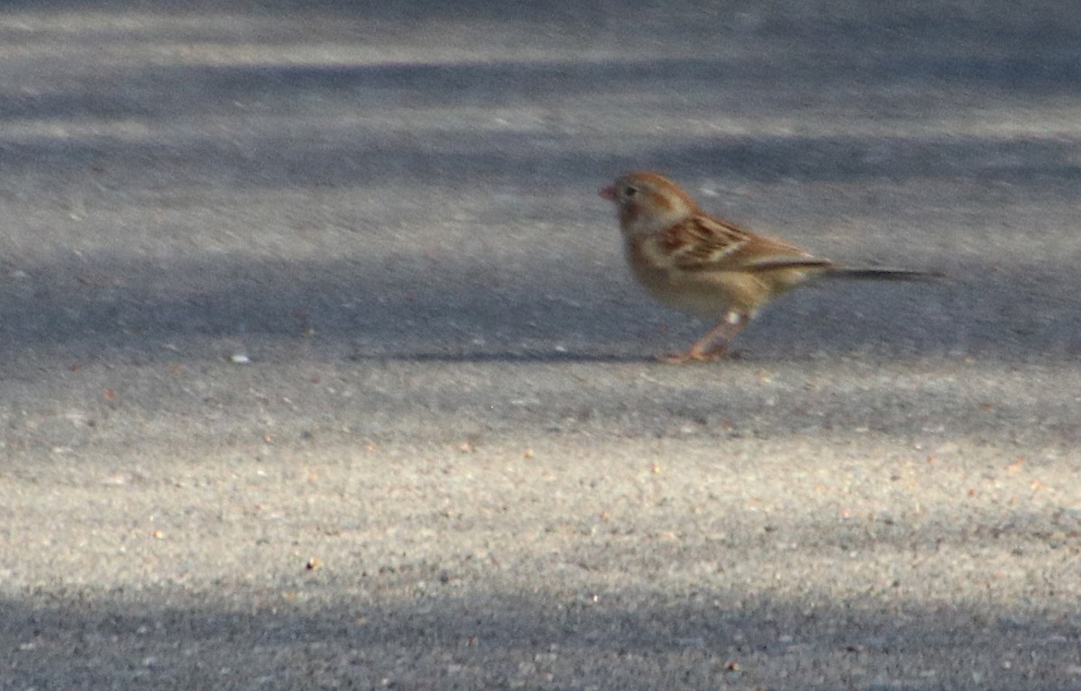Field Sparrow - ML631463134