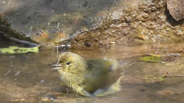 サメズアカアメリカムシクイ - ML631463148