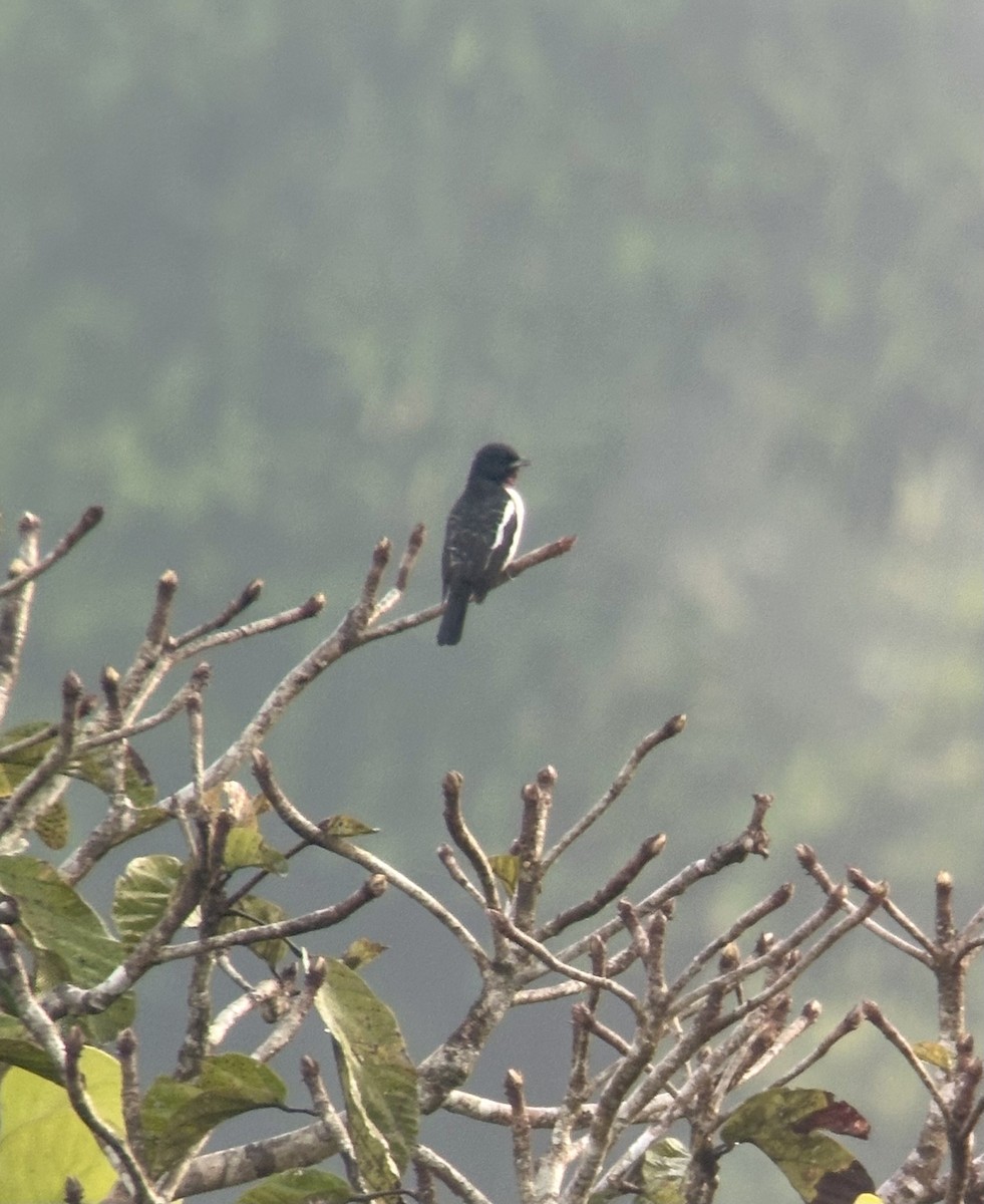 Purple-throated Cotinga - ML631463196