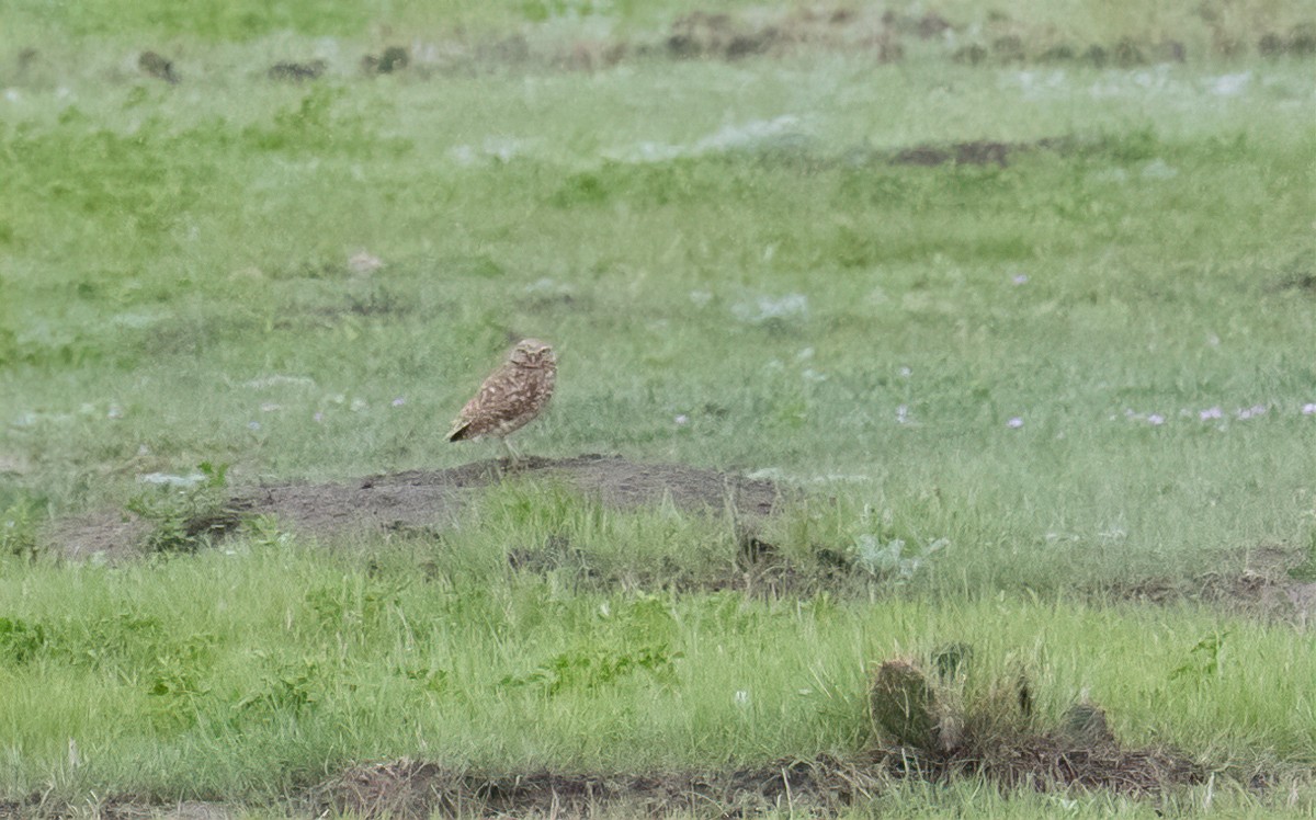 Burrowing Owl - ML631463204