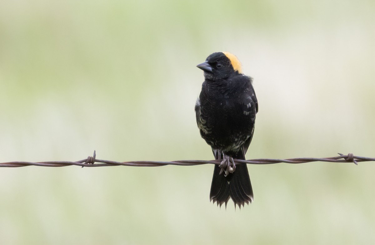 Bobolink - ML631463239
