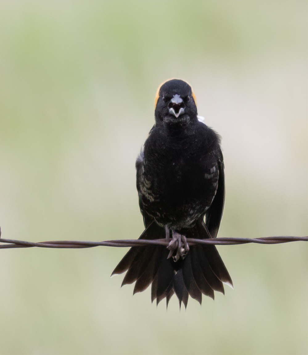 Bobolink - ML631463243