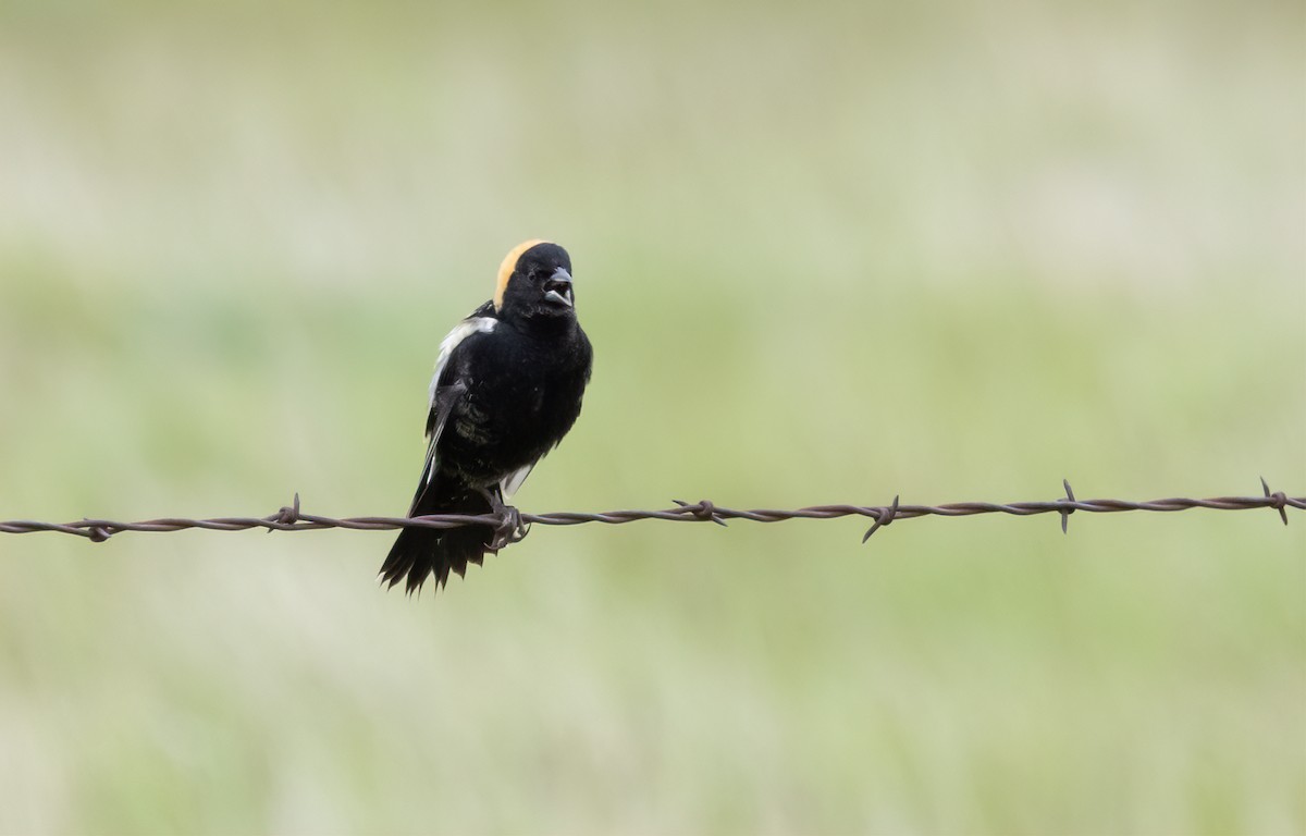 Bobolink - ML631463254
