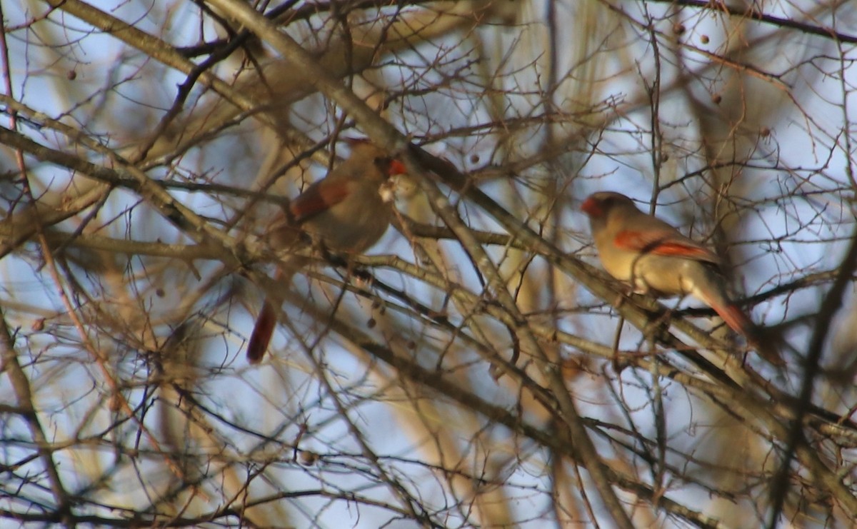 Northern Cardinal - ML631463295