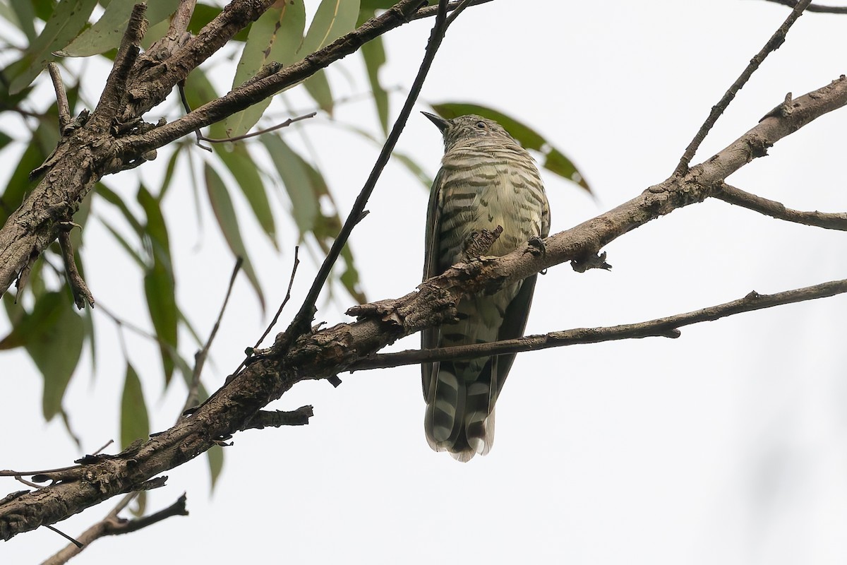 Shining Bronze-Cuckoo - ML631463297