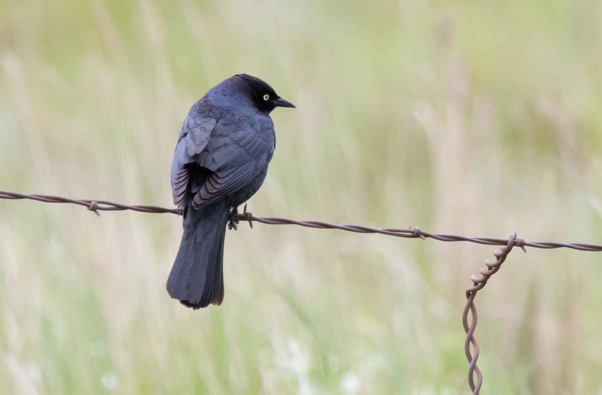 Brewer's Blackbird - ML631463305