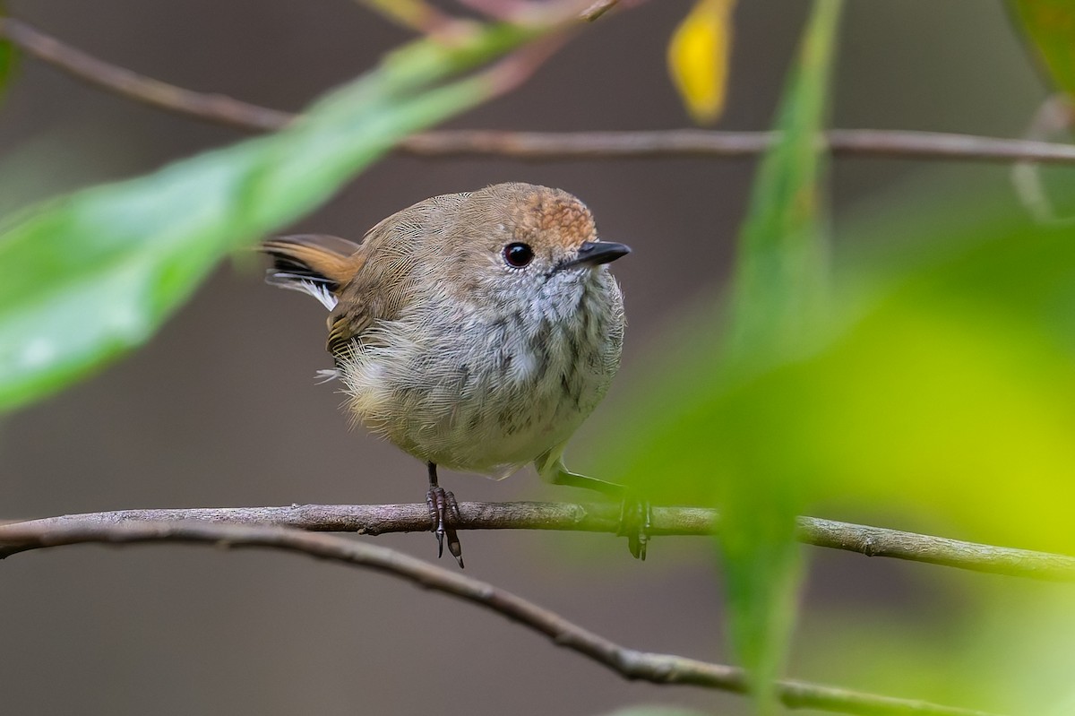 Brown Thornbill - ML631463316