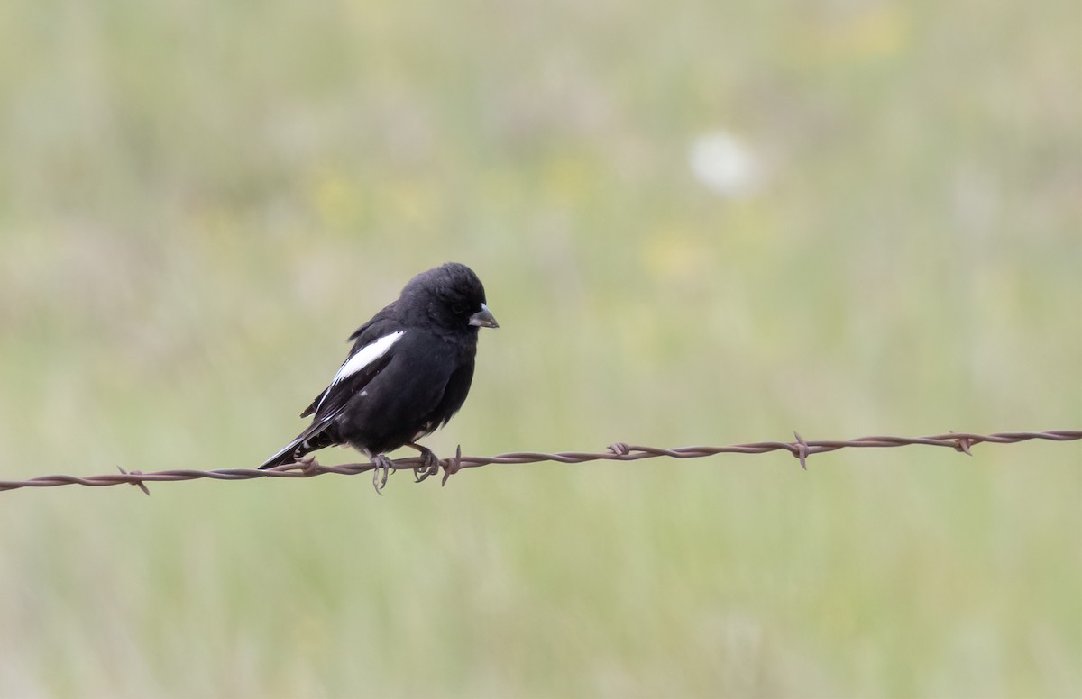 Lark Bunting - ML631463336