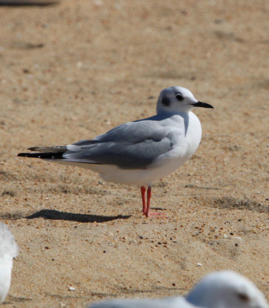 Bonaparte's Gull - ML631463341