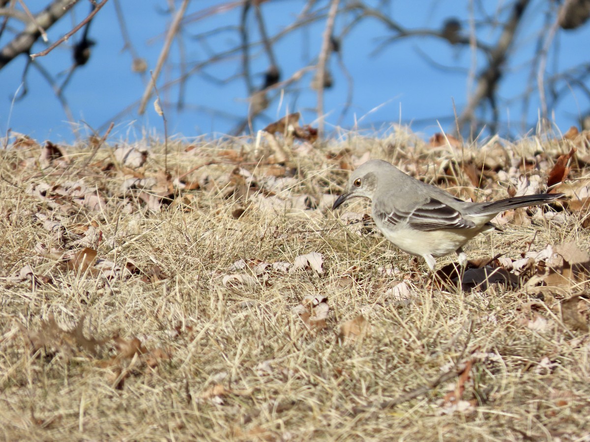 Northern Mockingbird - ML631463348