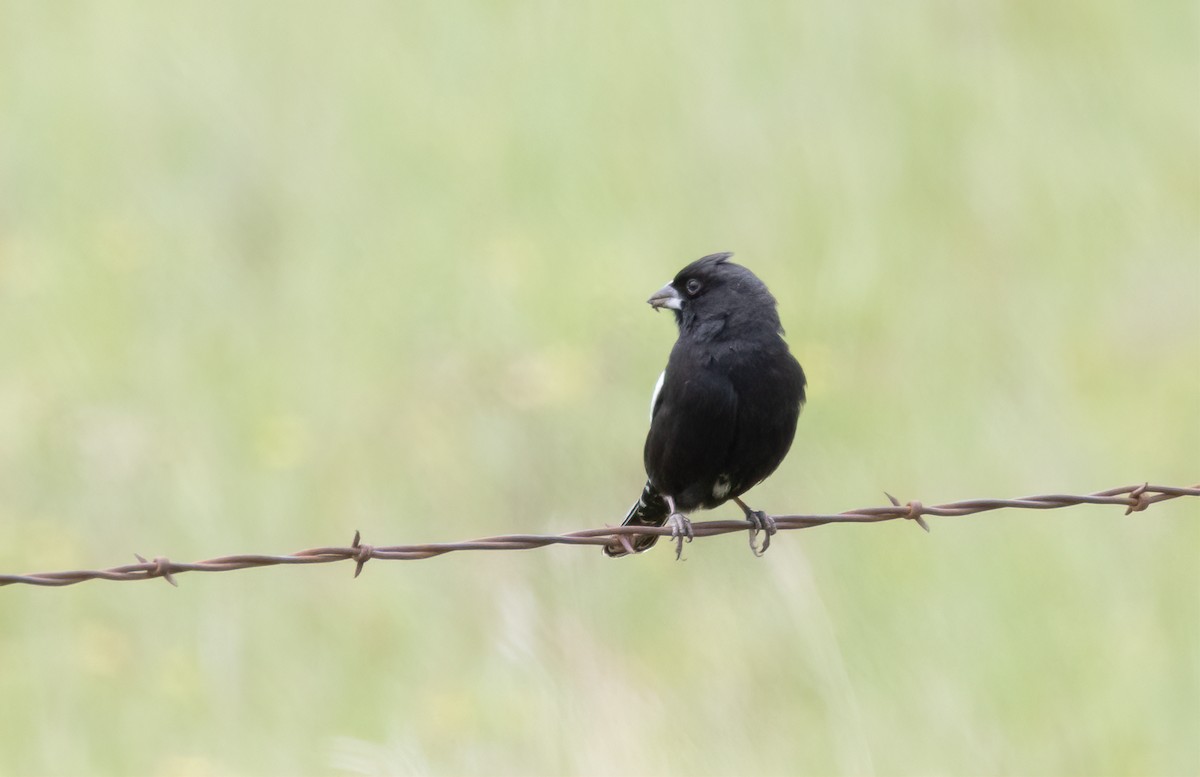 Lark Bunting - ML631463352