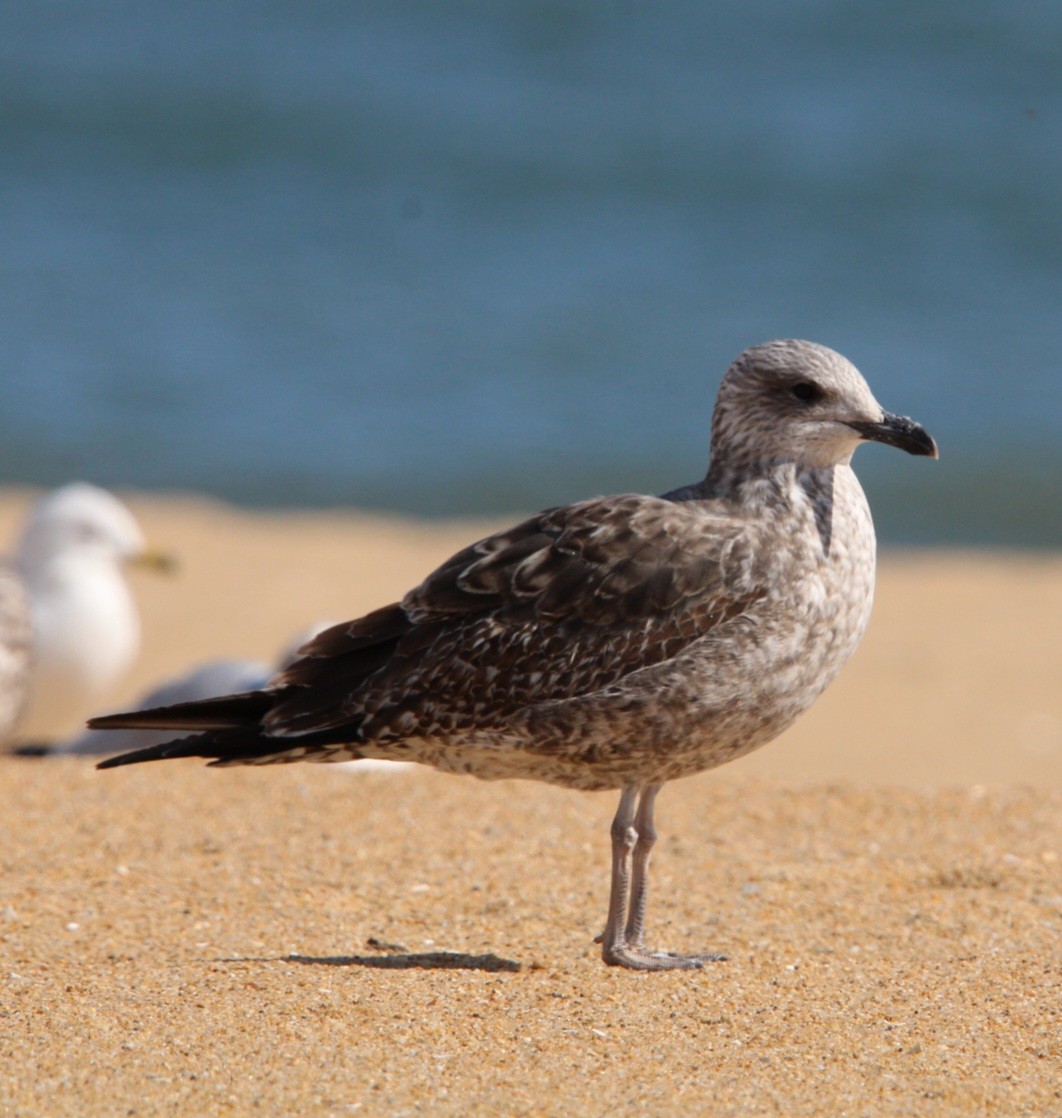 Lesser Black-backed Gull - ML631463353