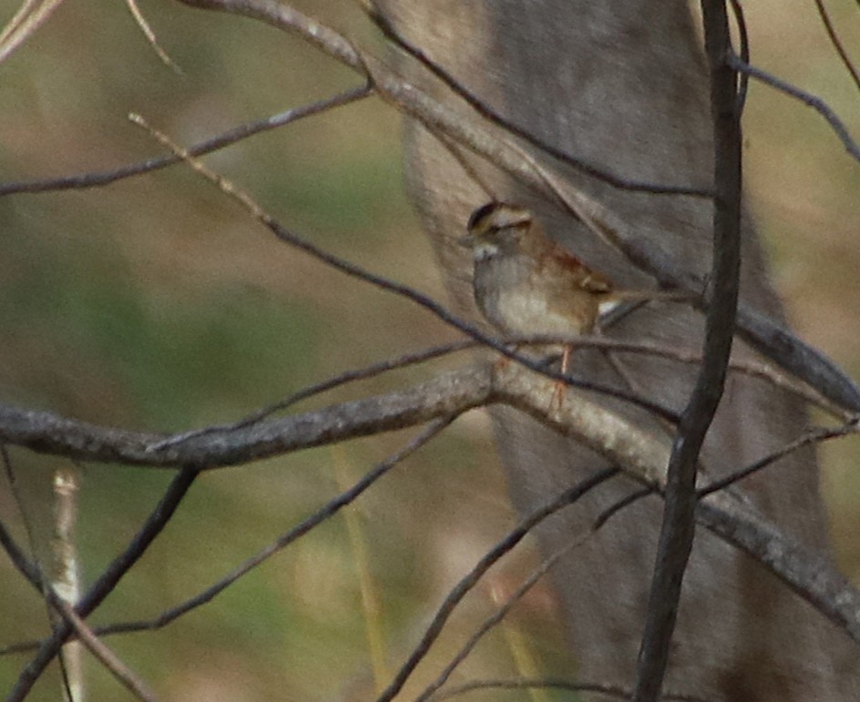 White-throated Sparrow - ML631463359