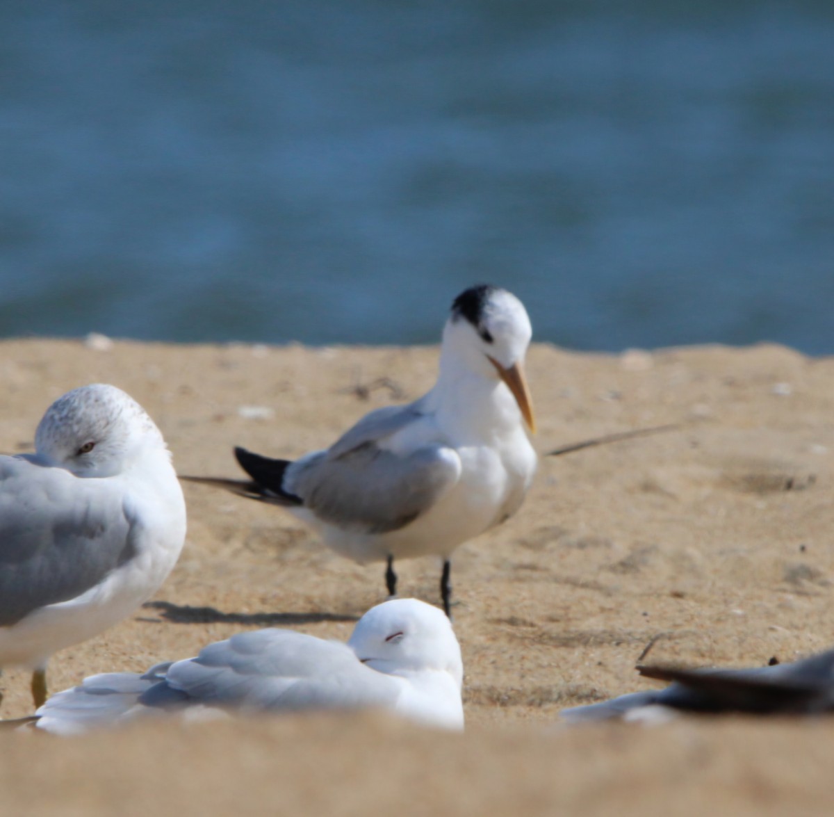 Royal Tern - ML631463361