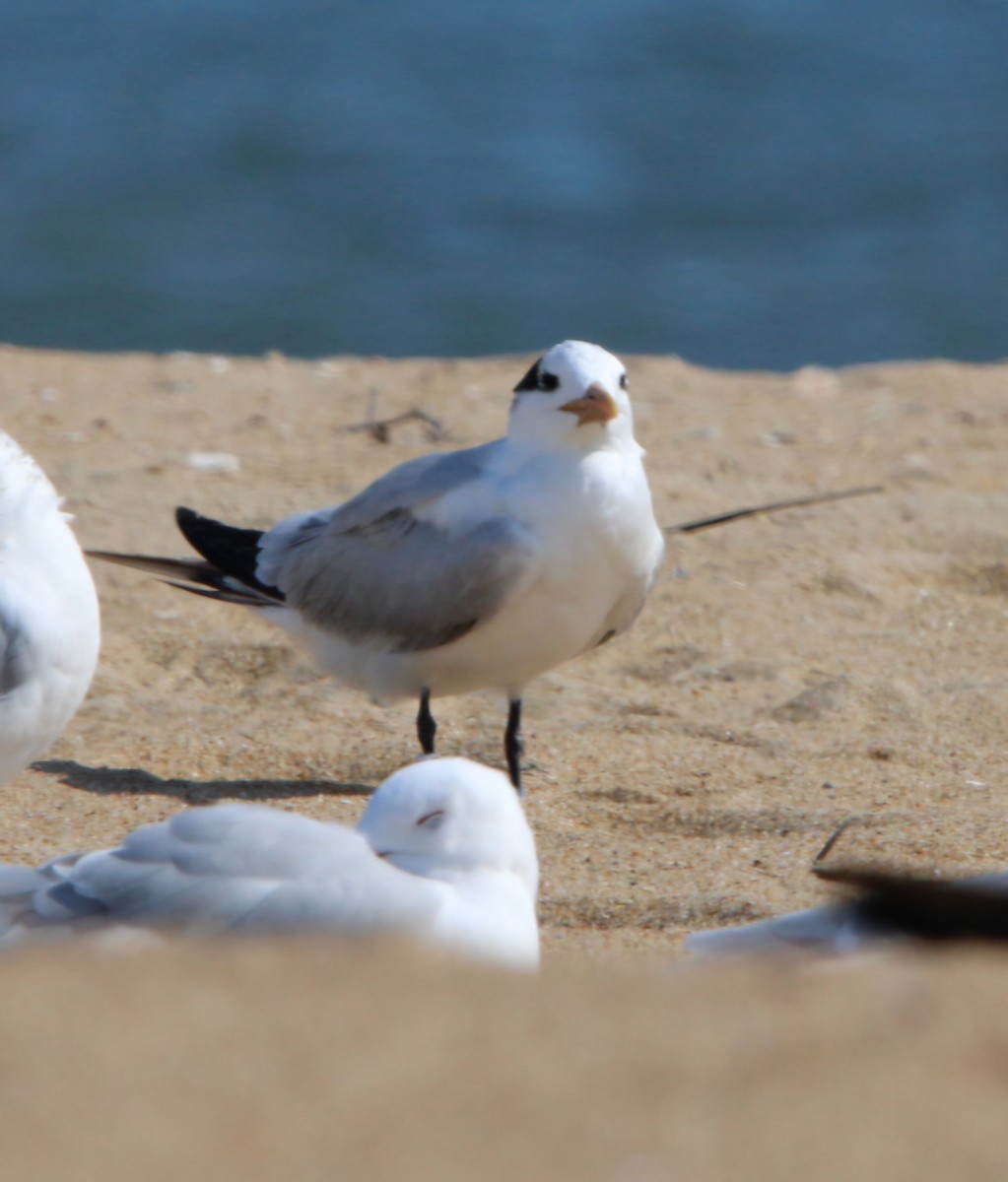 Royal Tern - ML631463362