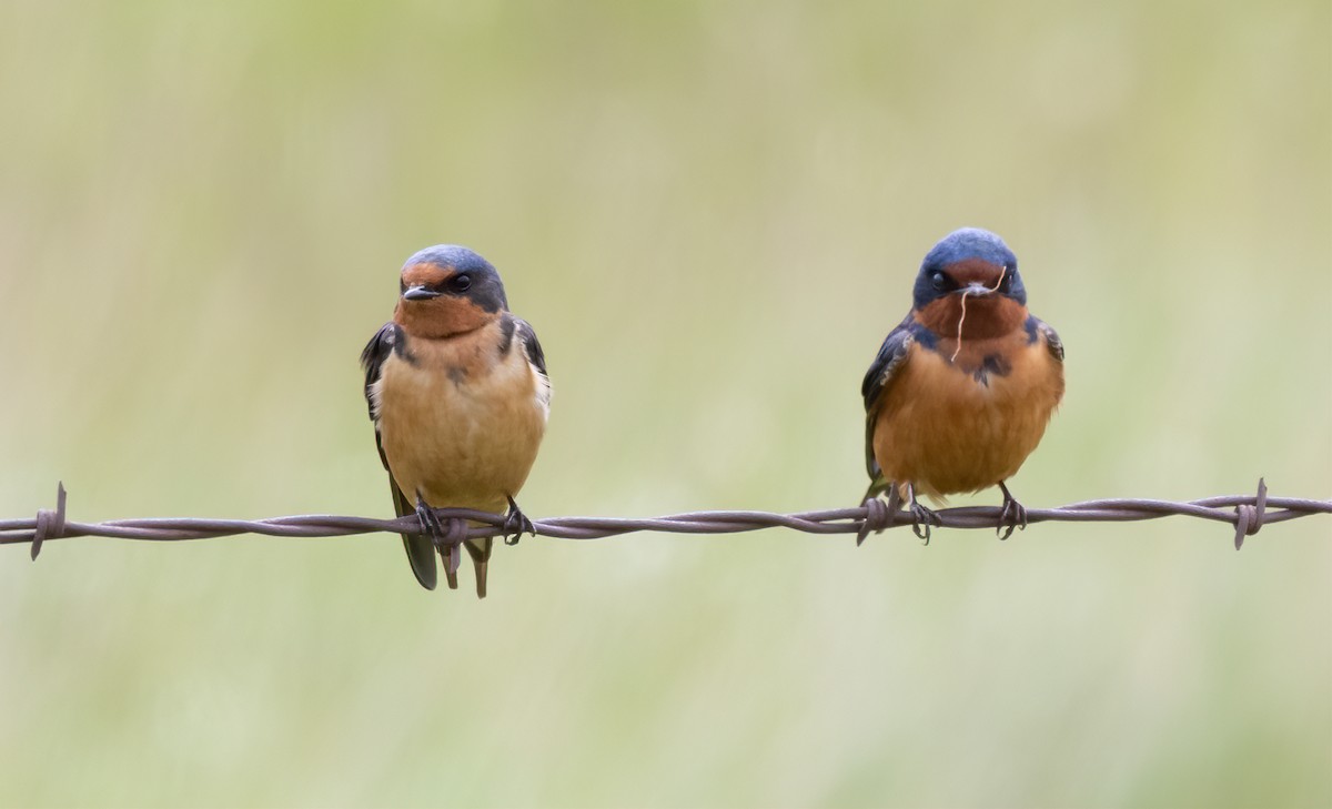 Barn Swallow (American) - ML631463388
