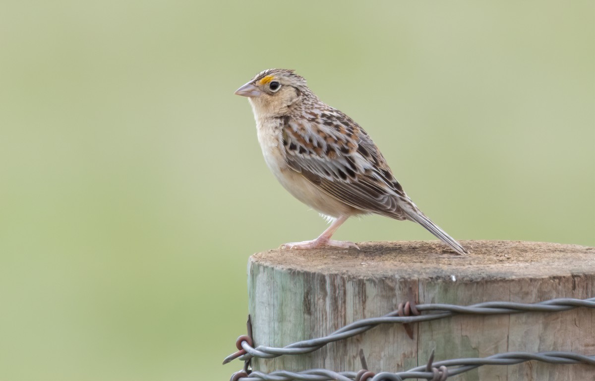 Grasshopper Sparrow - ML631463407