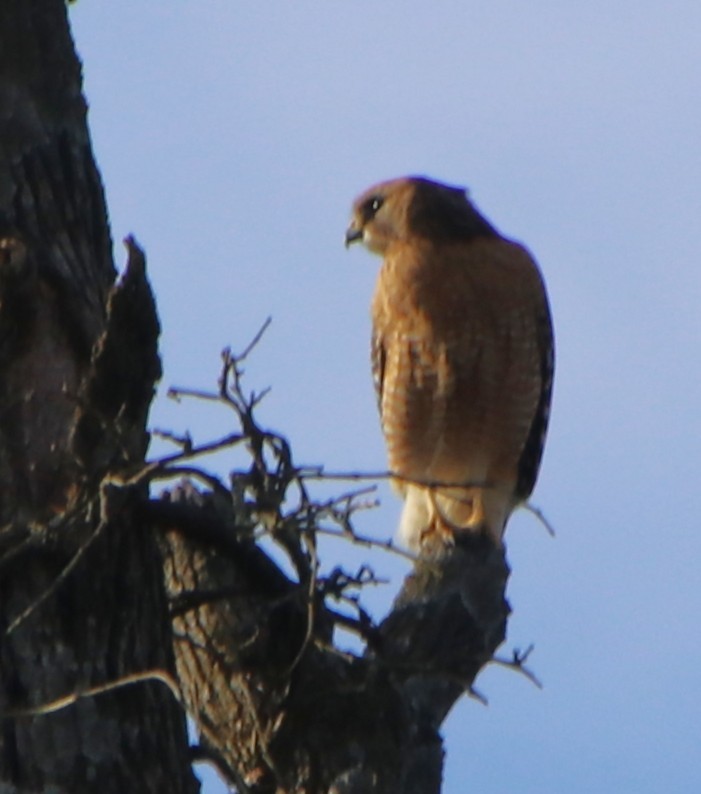 Red-shouldered Hawk - ML631463409