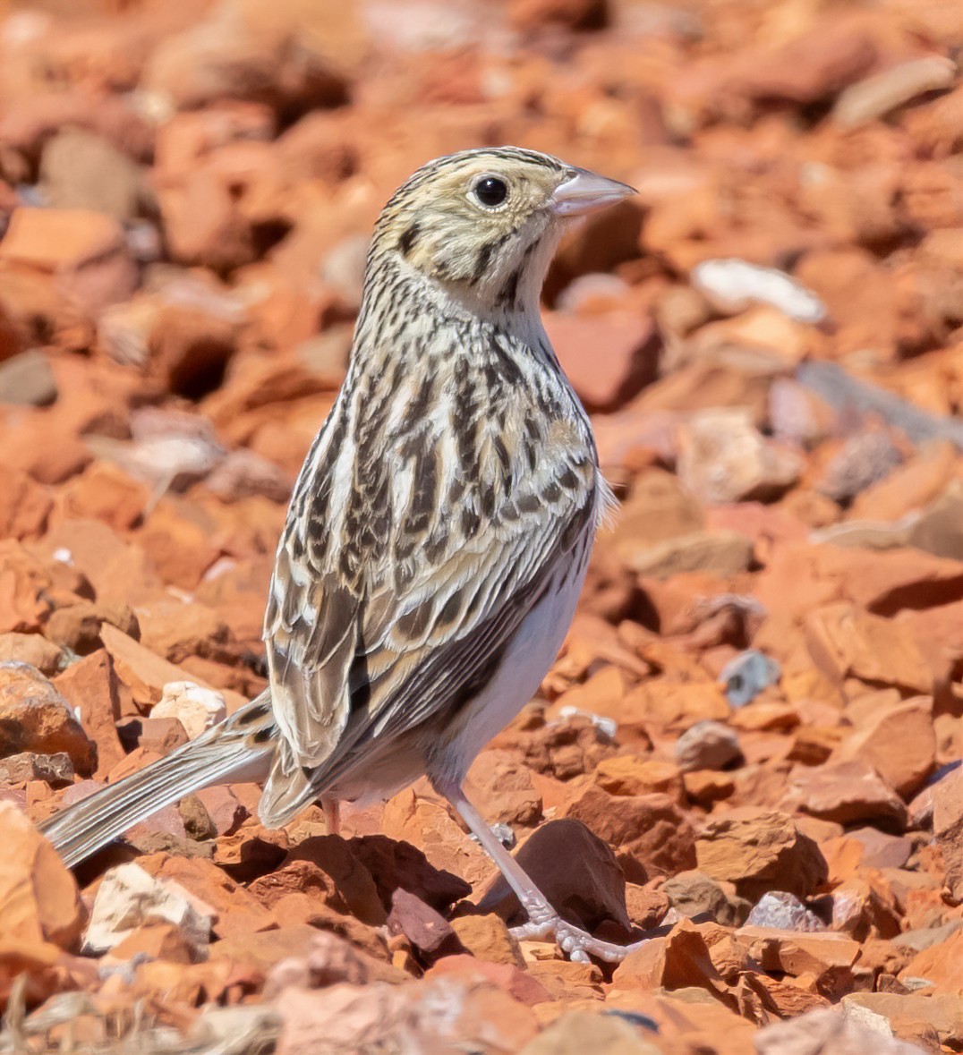 Baird's Sparrow - ML631463421