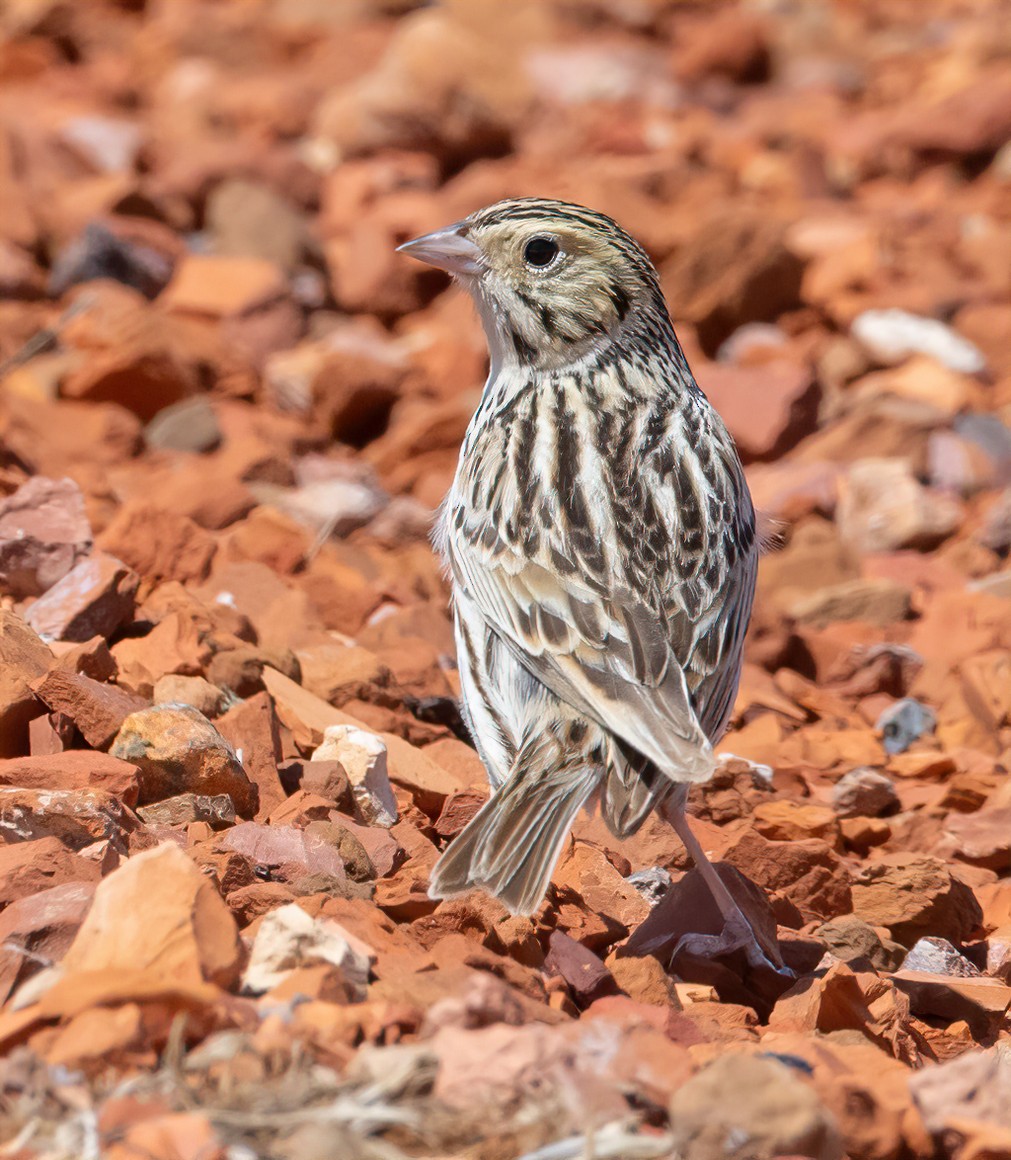 Baird's Sparrow - ML631463442