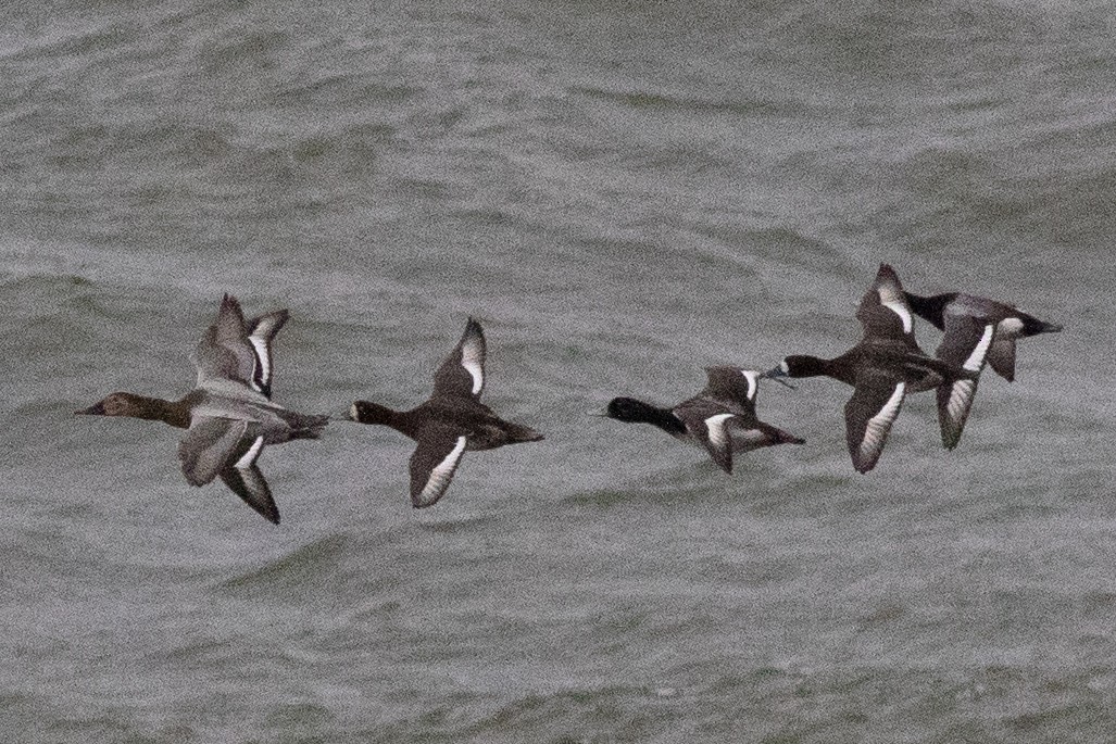 Greater Scaup - ML631463444