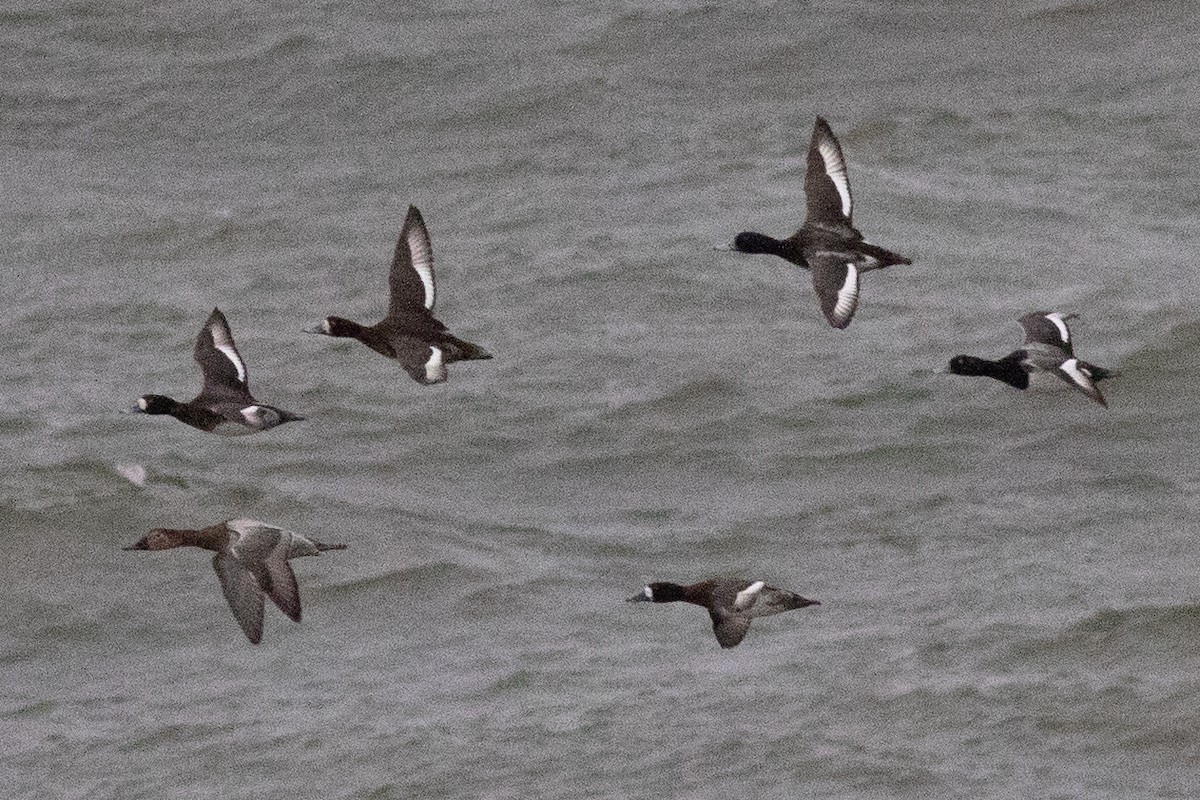 Greater Scaup - ML631463452
